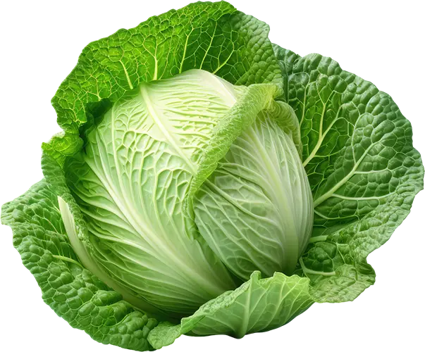 Fresh Vegetables