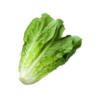 d3261a62695e7290c9aab4bb71ffce5d11fc3571_Lechuga_Romana.jpg